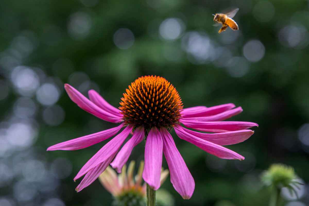 Integratori botanici: cosa sono, perché si assumono, a cosa servono