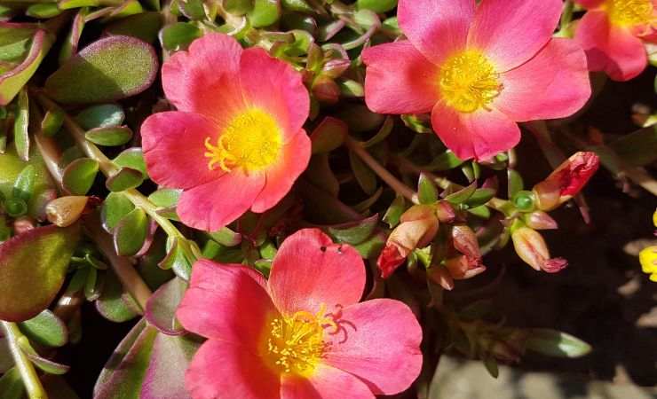 fiori per l'estate