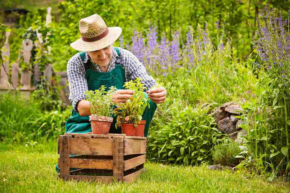 C’è un ingrediente magico che si usa per un giardino in fiore: serve anche a fare la pizza