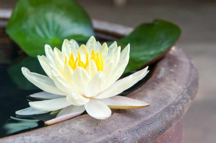 Piante per il balcone