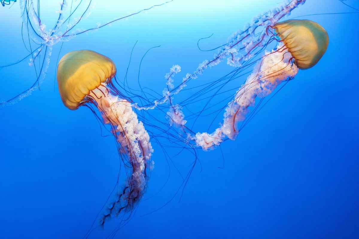 Cosa fare se si viene punti da una medusa: molti rimedi conosciuti sono leggende