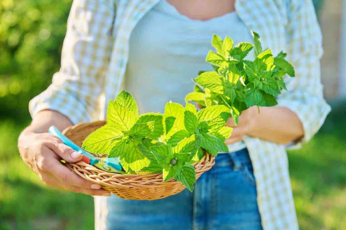 Menta, tutte le (importantissime) proprietà dell’erba aromatica più amata in estate