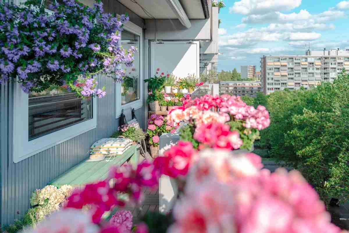 Tre fiori che amano l’estate e resistono alle alte temperature: sul balcone fanno un figurone