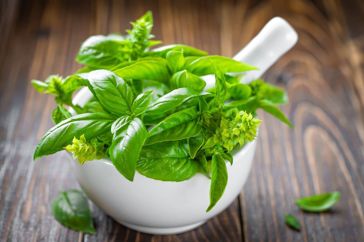 Basilico fresco tutto l’anno, il congelatore lo rovina: è questo il metodo giusto