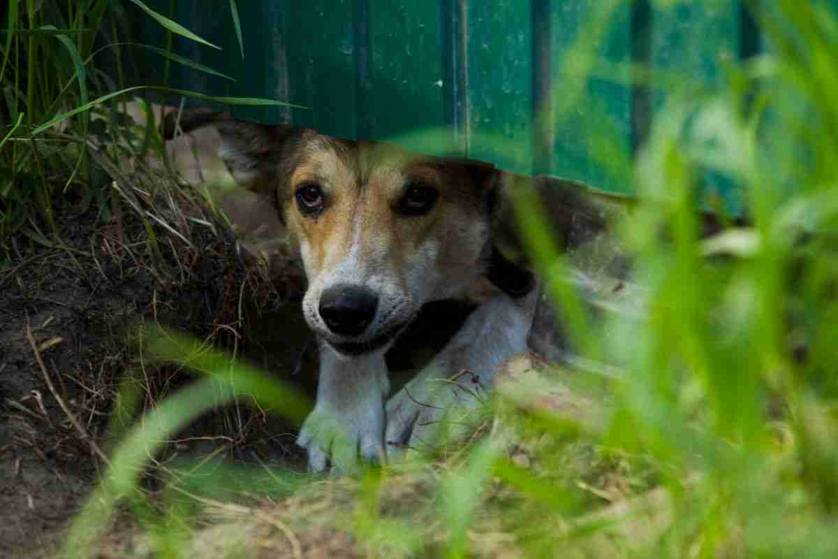 Si è riscontrato che molti cani sono spaventati prima di un terremoti e tendono a nascondersi