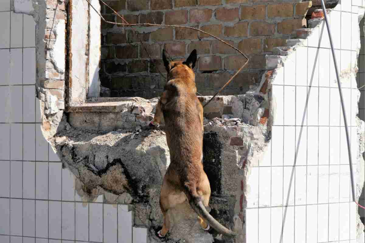 I cani riescono davvero a percepire un terremoto prima degli umani? Uno studio svela la verità