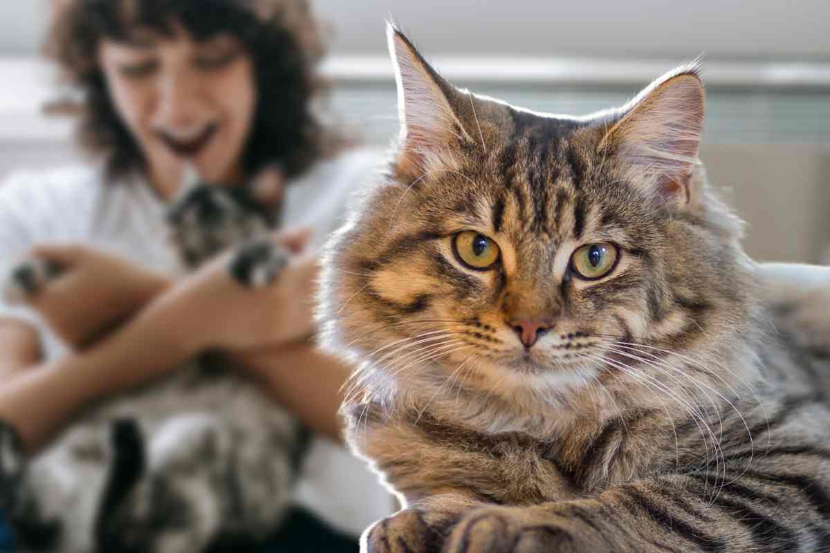 Giochi per casa da fare con il tuo gatto: i più creativi