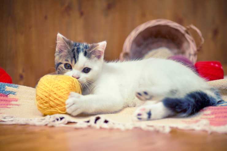 giochi da fare in casa con il gatto