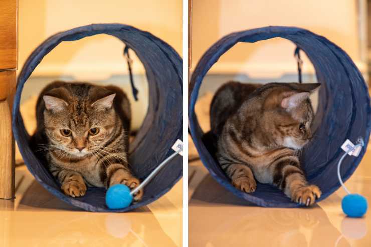 giochi da fare con il gatto a casa