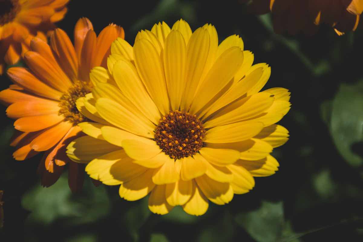 Tre fiori da piantare a Settembre per avere un balcone (o un terrazzo) rigogliosi questo autunno: tutti ti invidieranno