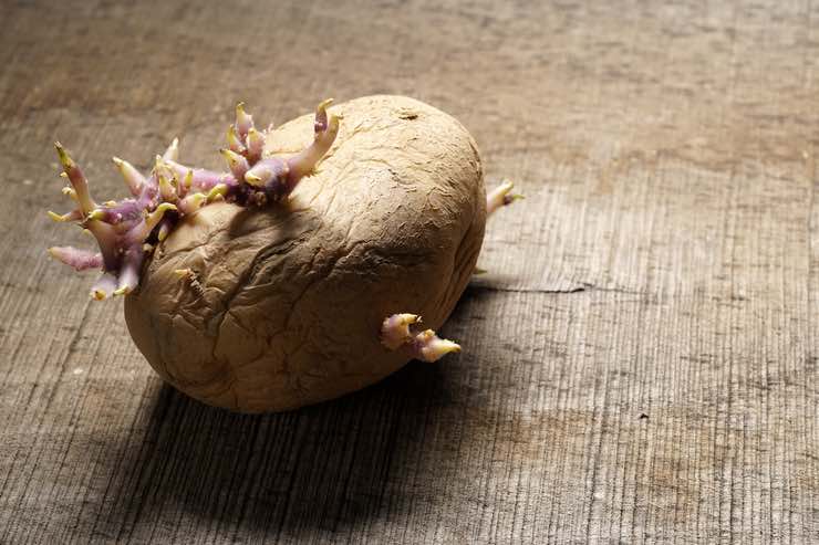 Patata con germogli: si può mangiare?