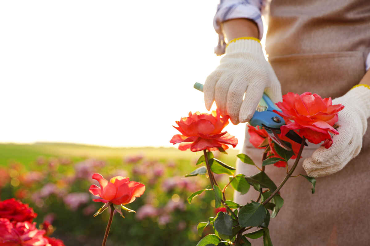 Rosa, il segreto per mantenere la pianta sana tra una fioritura e l’altra: sarà semplicissimo