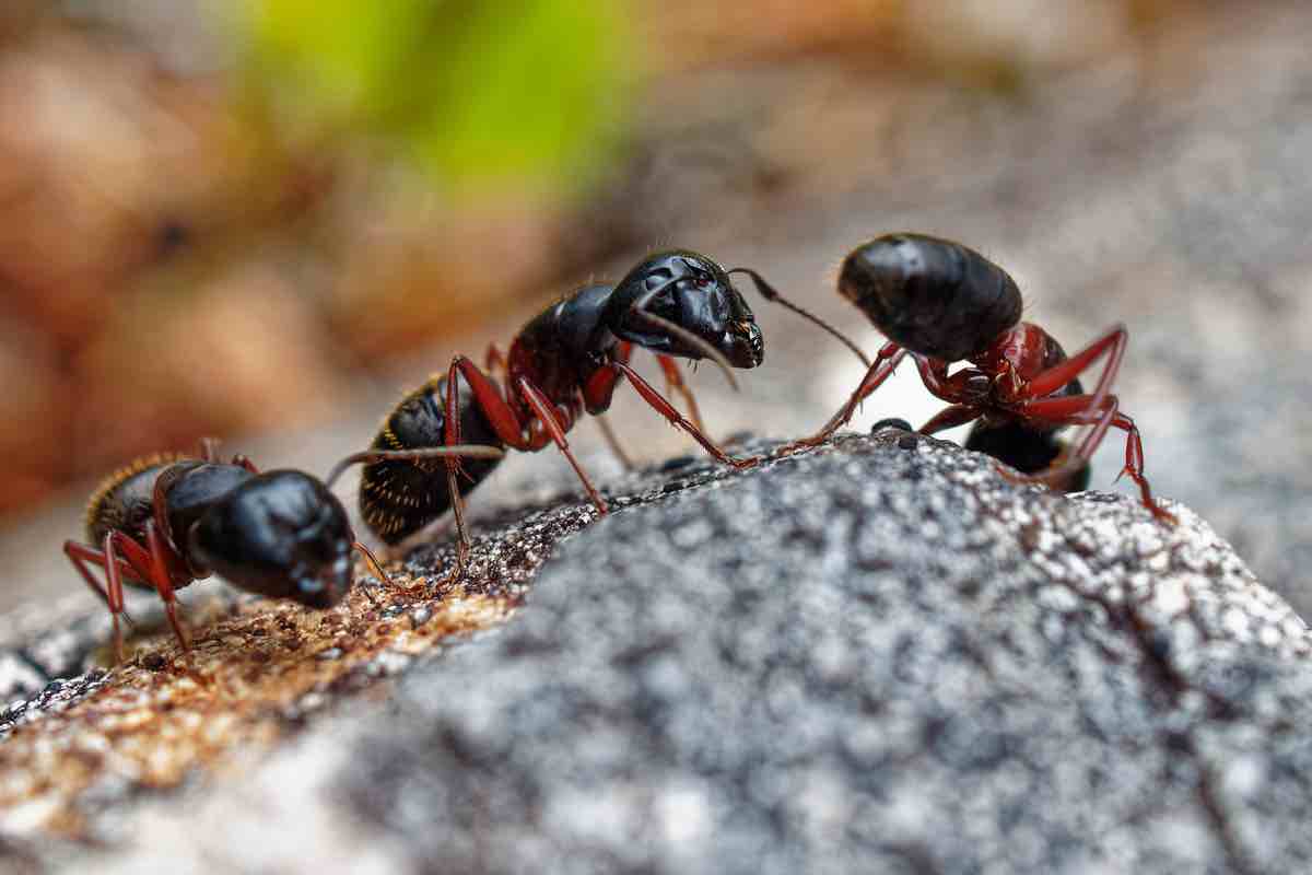 Formiche rosse e nere: quali sono le differenze? Conoscerle è importante, ecco perché