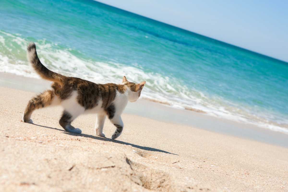 dove si trova l'isola dei gatti in Italia