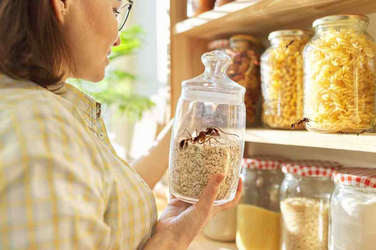 Vuoi liberarti delle formiche che ti invadono casa e dispensa? Con questi 2 ingredienti naturali le allontanerai per sempre