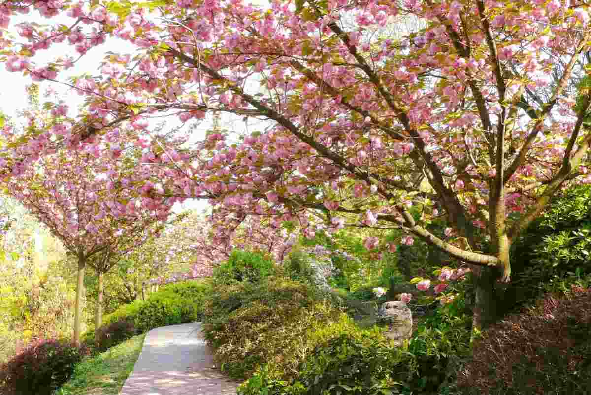 La cultura giapponese arriva nella capitale: un giardino zen a due passi dal Gianicolo