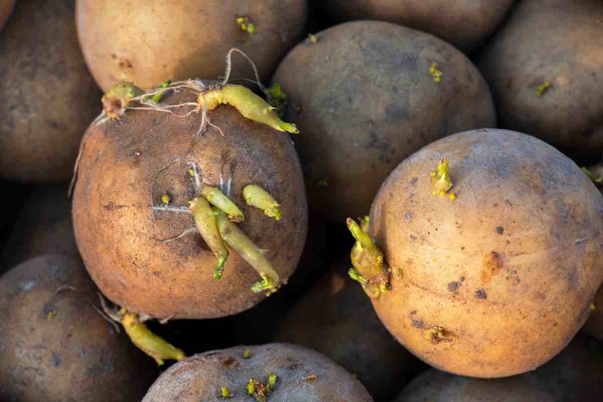 Patate, questo errore le fa germogliare subito: qual è il modo giusto di conservarle ed evitare rischi