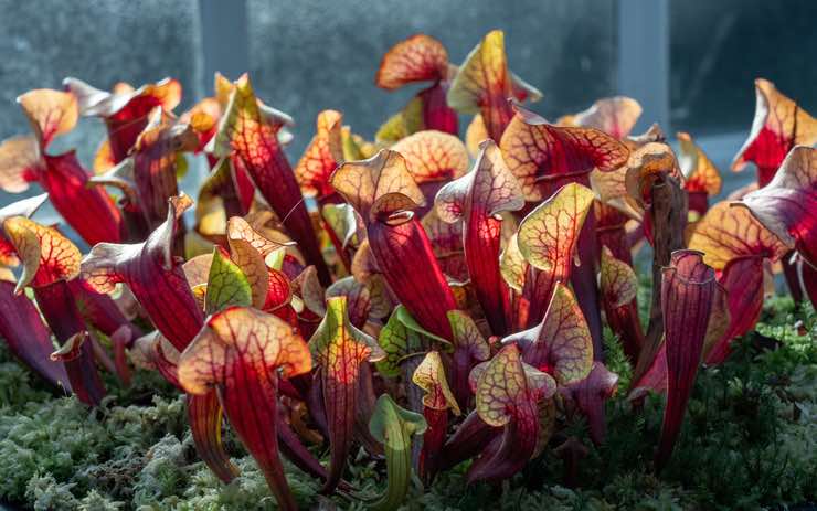 Sarracenia: dove posizionarla e come curarla