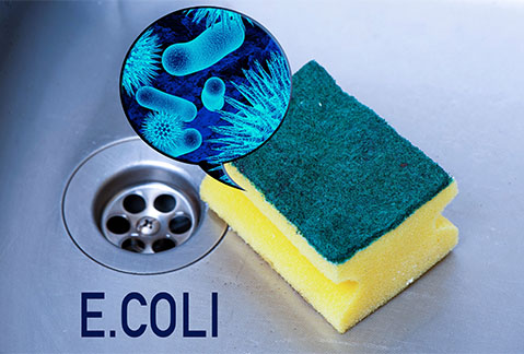 Escherichia coli nella spugnetta