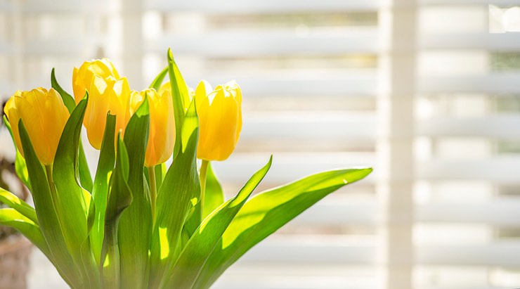 Fiori da piantare a settembre: i tre migliori tipi