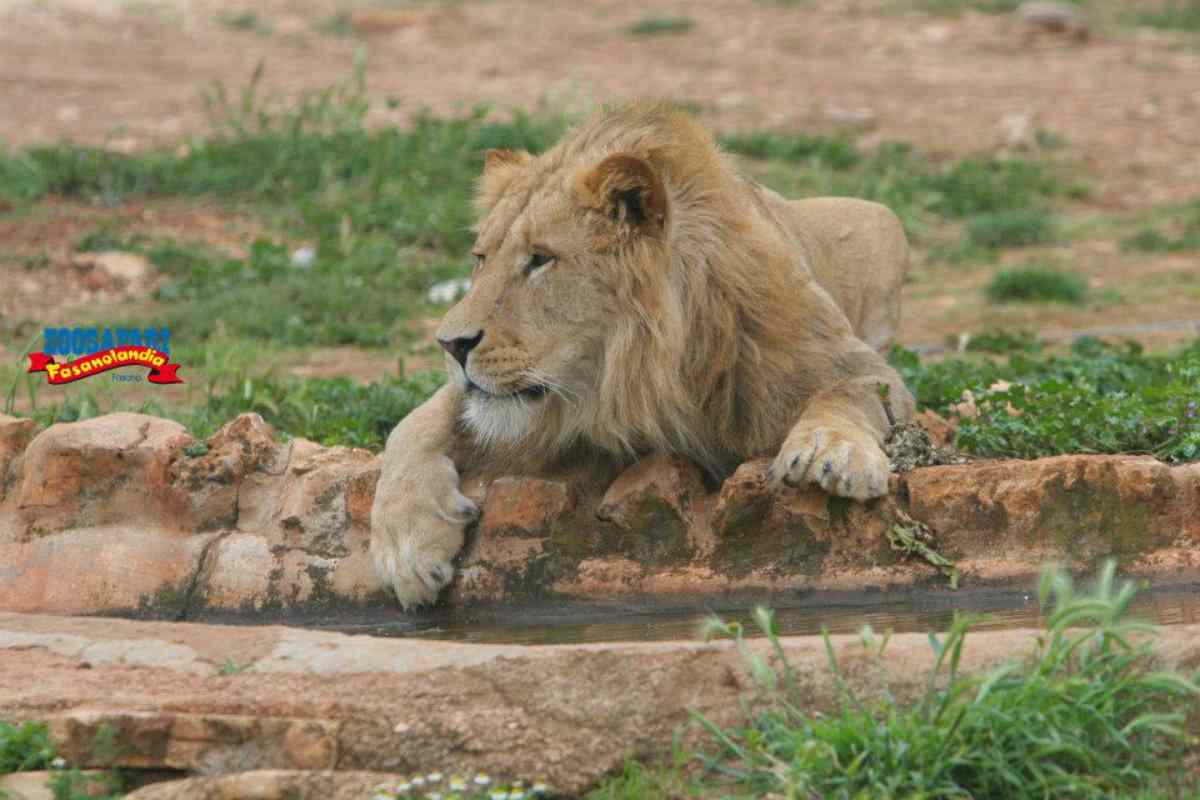 Safari, pochi sanno che l’esperienza si può vivere anche in Italia: dove? Tutto ciò che c’è da sapere