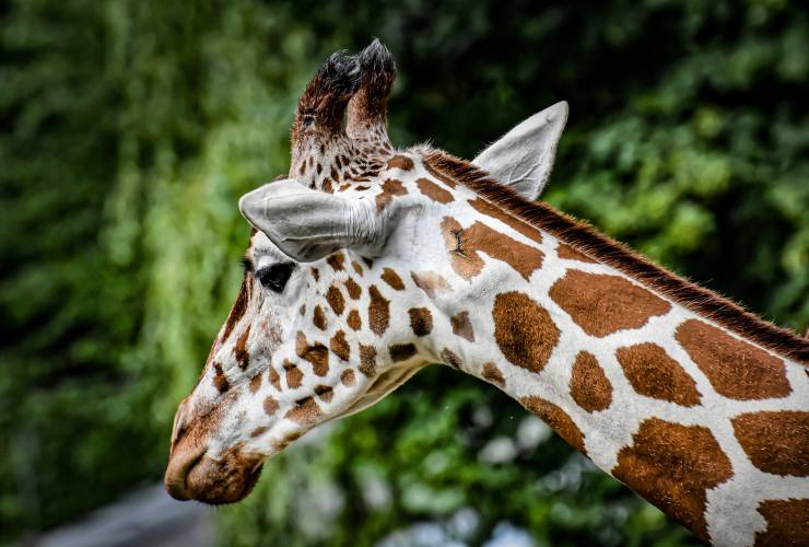 Visitare lo Zoo Safari di Fasano