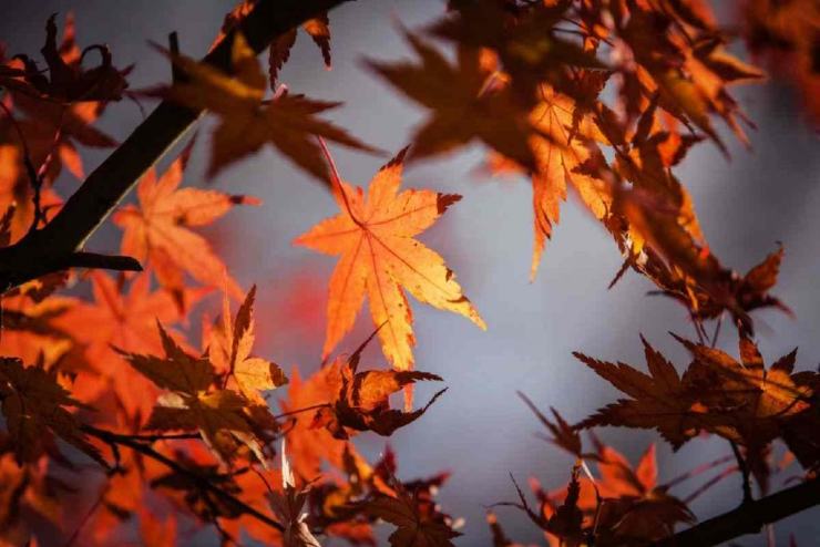 Autunno
