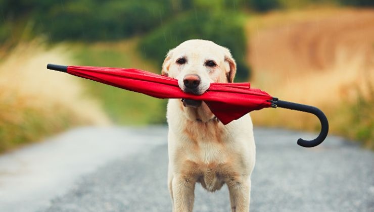 Ombrellino cane soluzione pioggia