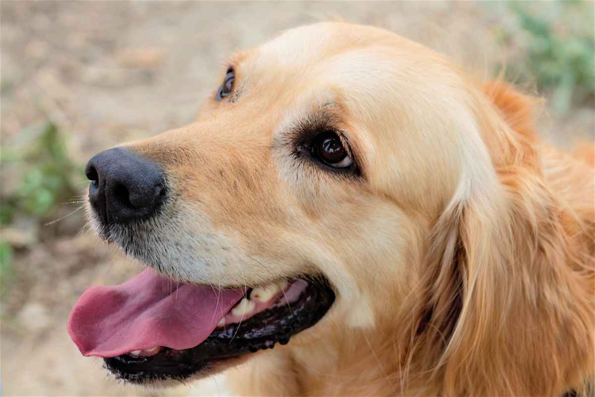 Il cane scavalca la recinzione per fare un bagno in piscina: incredibile quello che fa quando arriva il padrone