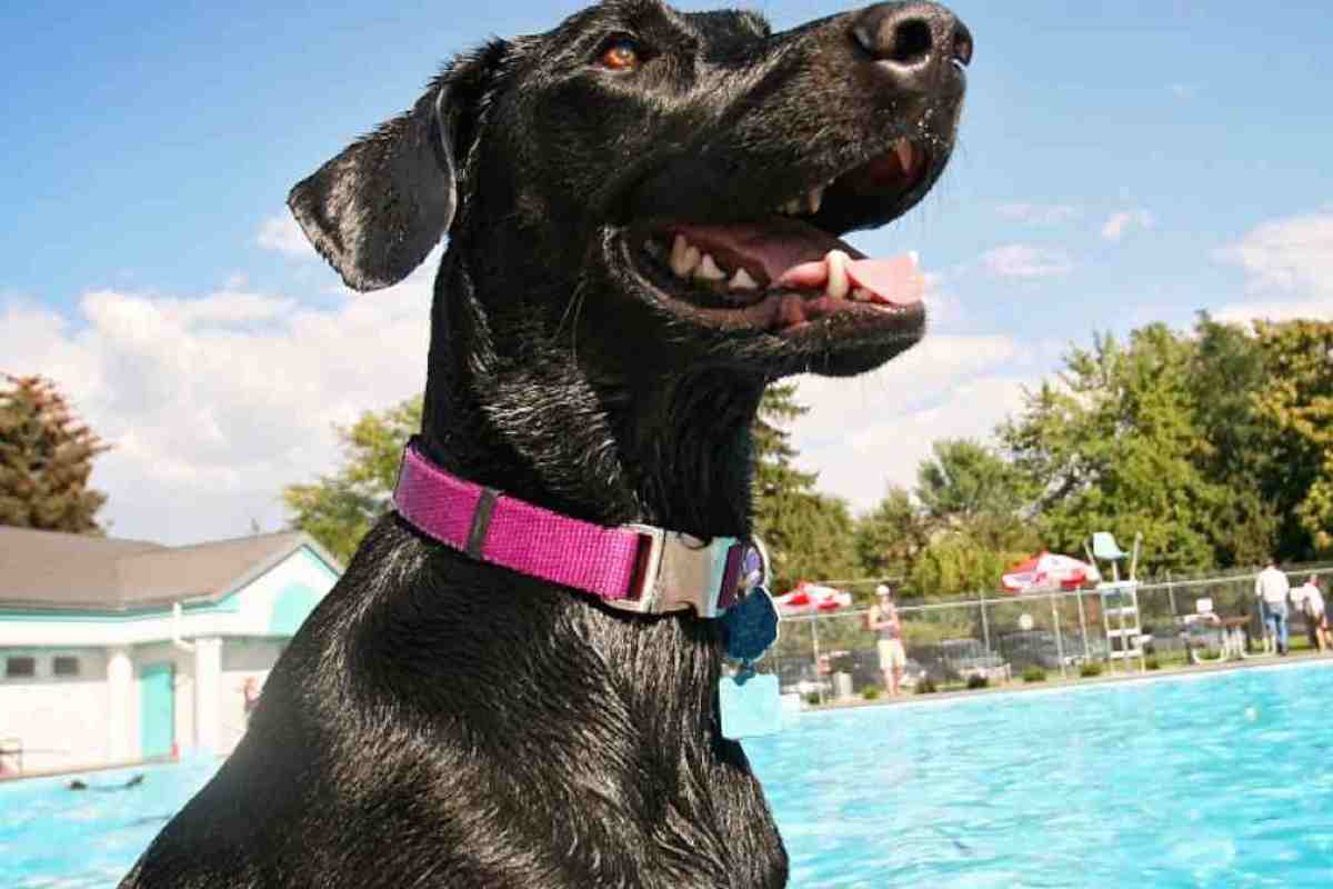 Ci sono un gallo, un cane e quatto papere in piscina, sembra l’inizio di una barzelletta ma in realtà è il video più buffo del web