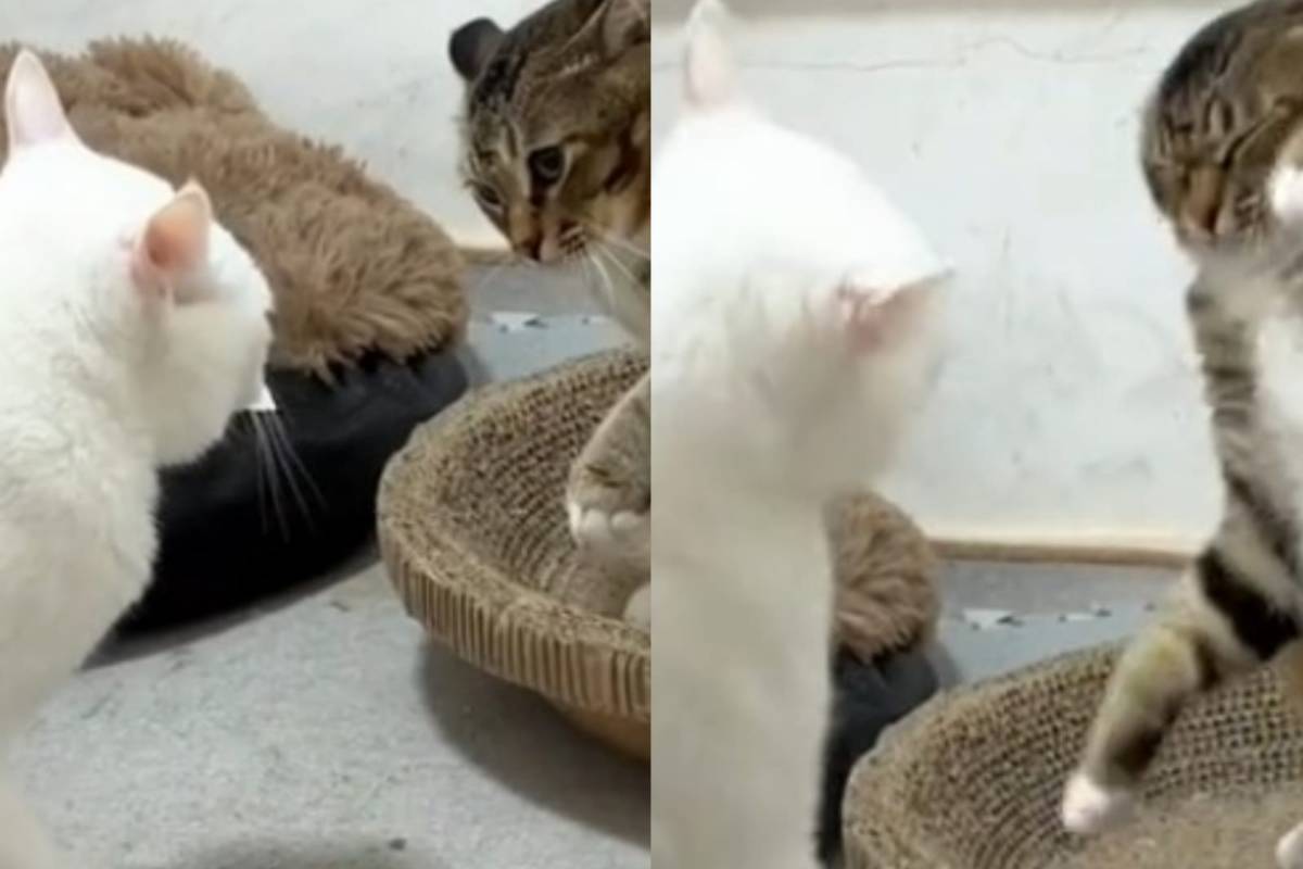 Gatto “maleducato” si becca delle sberle dal suo amico: scena esilarante | Video
