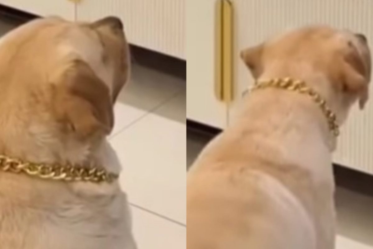 Il cane cerca di mangiare il panino…del film: il video del dolcissimo Golden Retriever