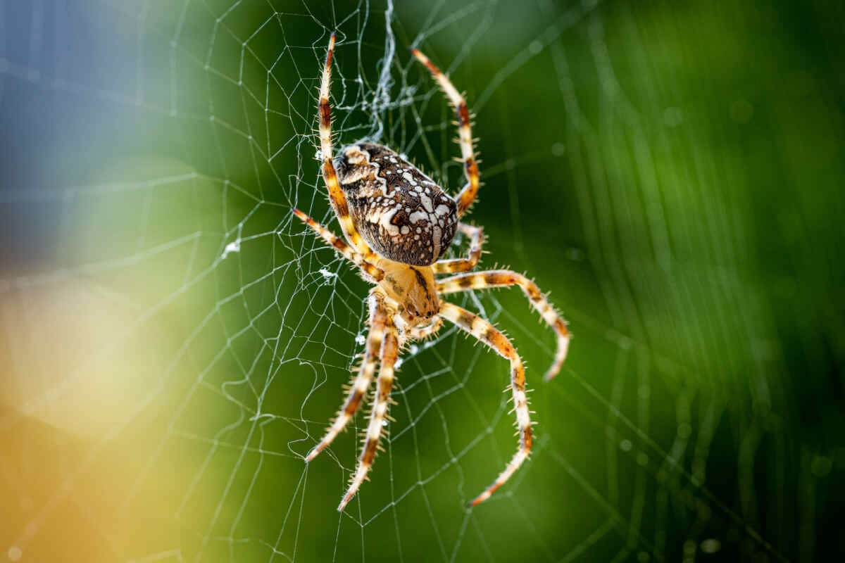 Il fascino nascosto dei ragni