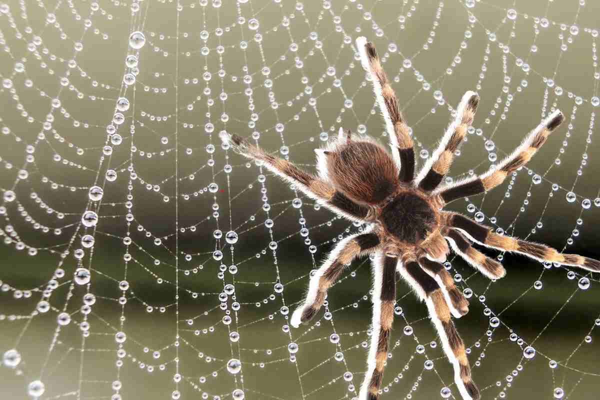 Come fare amicizia con i ragni: le cose da sapere