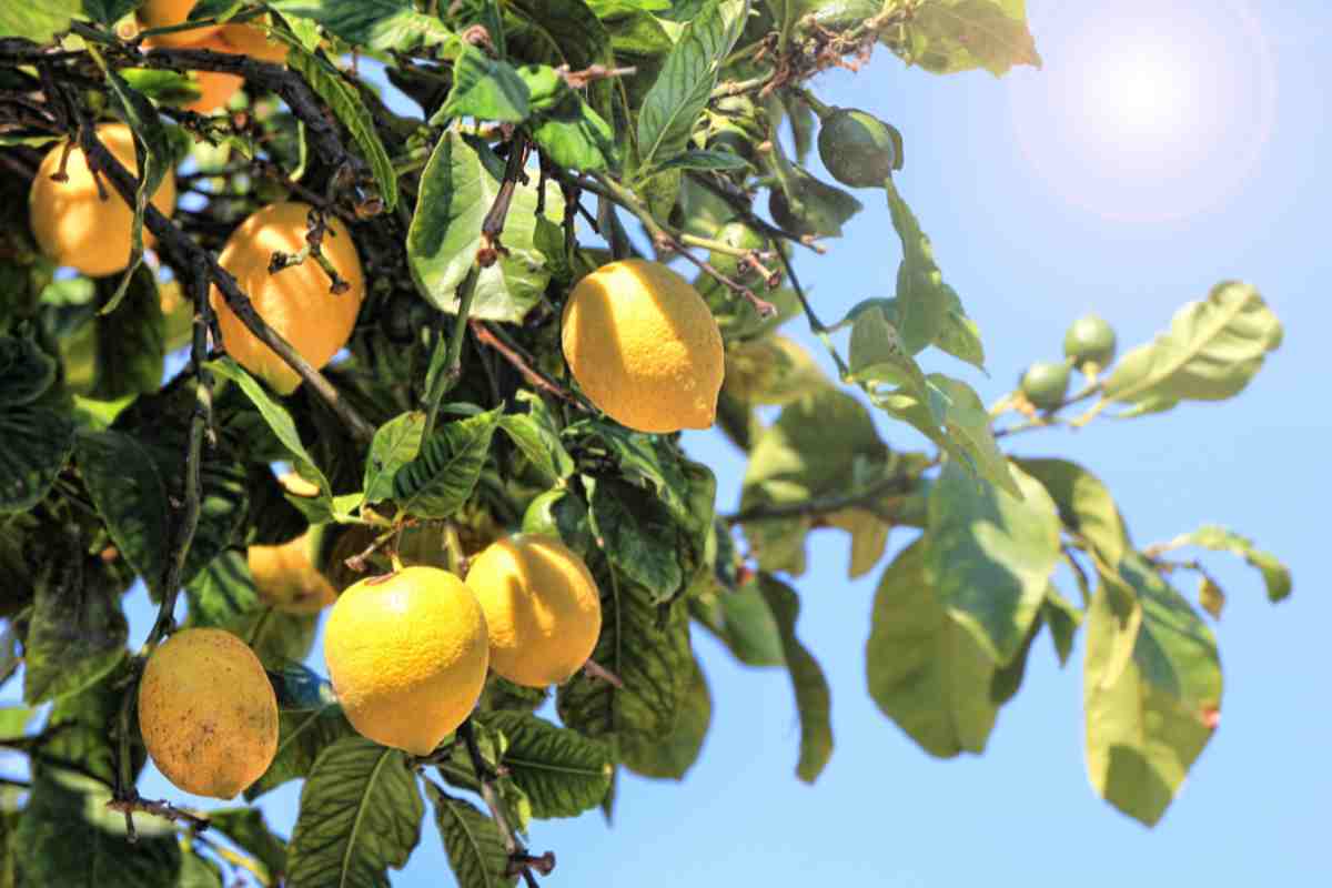 Limone proprietà e benefici: tutto quello che c’è da sapere