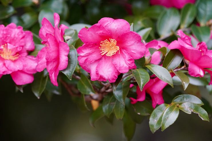 Camelia: come piantarla