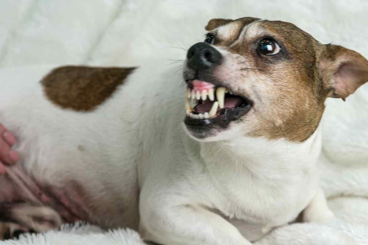 Cane aggressivo intrappolato in una tenda: il poliziotto cerca di liberarlo, la sua reazione è tutta da vedere