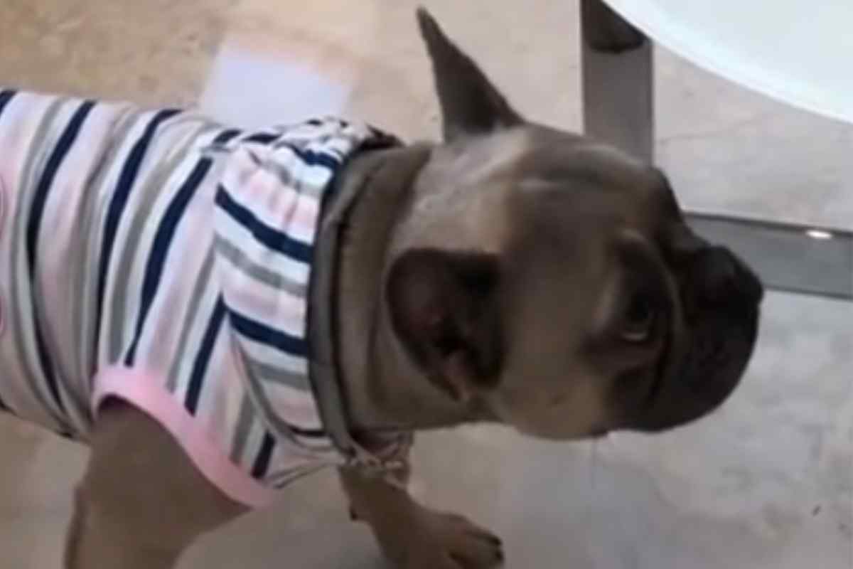 Cane e padrone si sfidano al gioco d’abilità: chi vincerà? Il video non lascia dubbi: il cucciolo è un campione