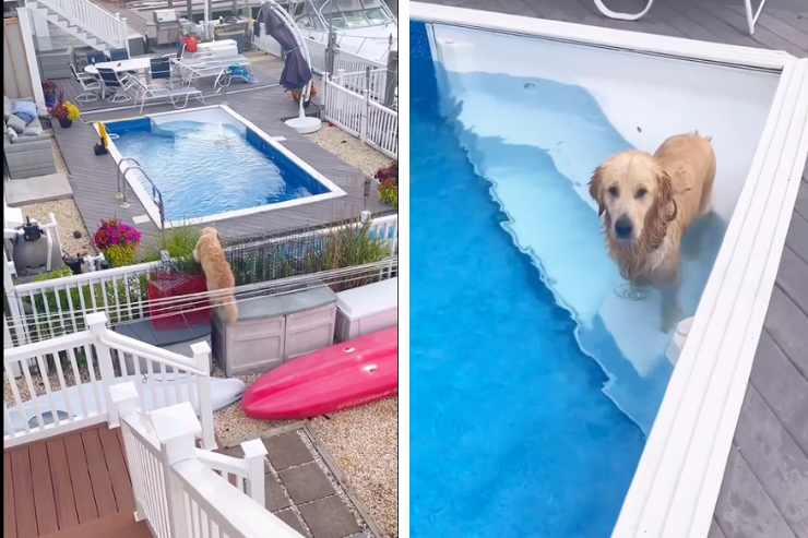 il cane scavalca ed entra in piscina