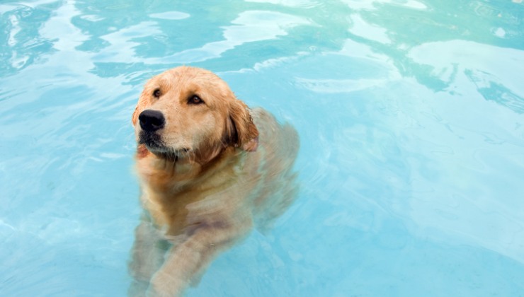 Cane papere gallo in piscina