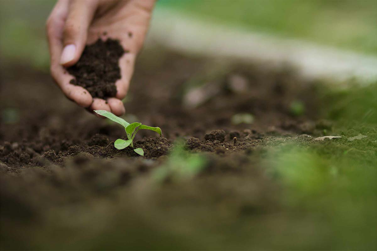 Giardino, è il momento giusto per seminare questi ortaggi: in inverno avrete cene a km 0