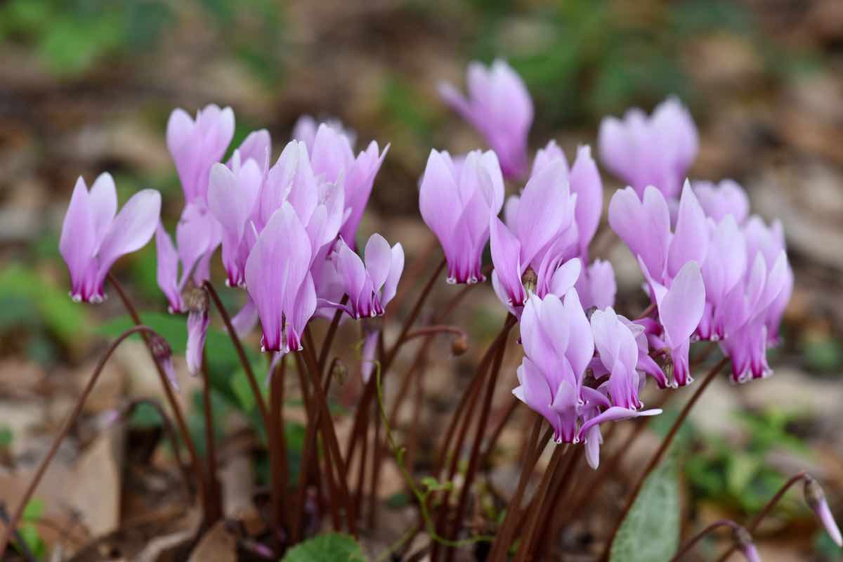 Sul balcone o all’interno, è questo il fiore che trasformerà la tua casa ad Ottobre: colorato, raffinato e ultra chic