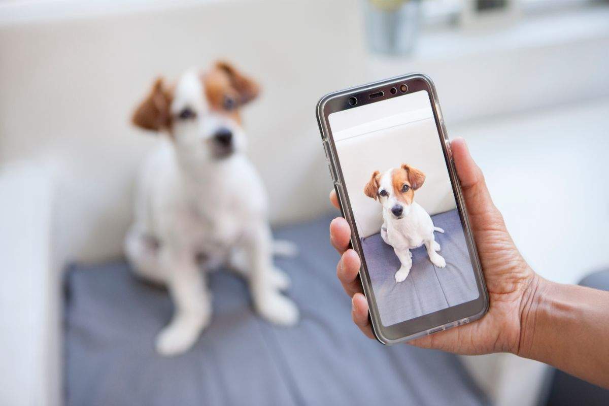 Fotografare i cani, 7 consigli per scattare delle foto pazzesche