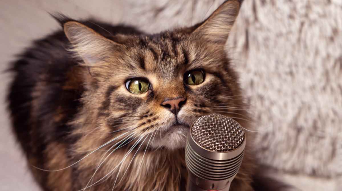 Gatto canta Volare di Modugno