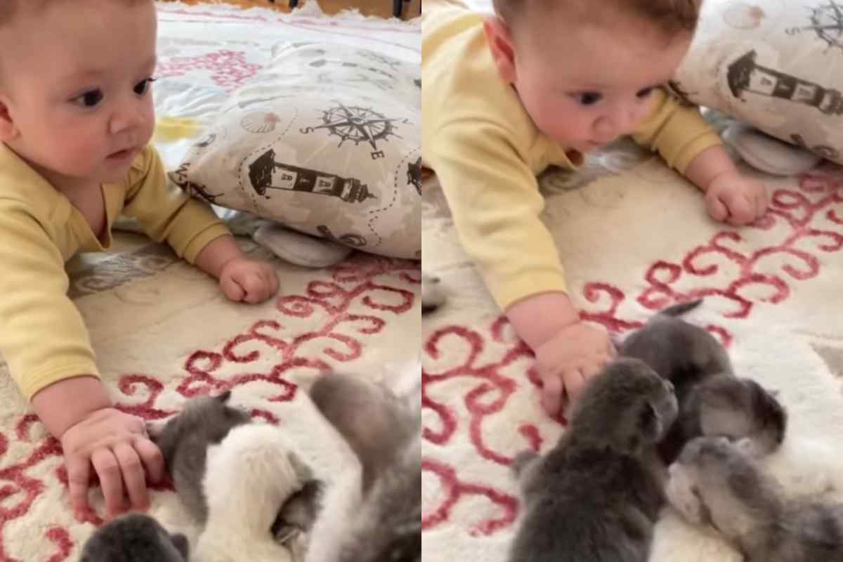 Mamma gatta coccola i suoi cuccioli, ma non può dimenticare il bebè: il video dolcissimo delle coccole senza distinzioni