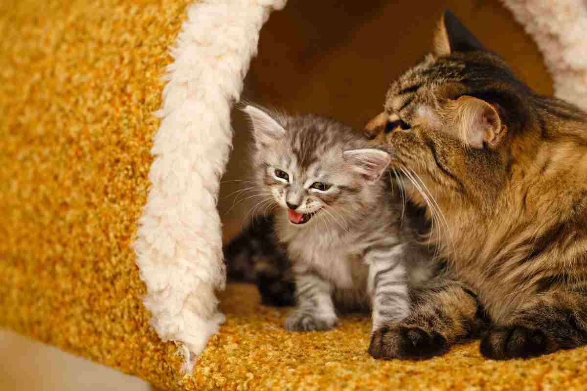 Il gattino miagola sul balcone: ciò che fa mamma gatta è incredibile – VIDEO