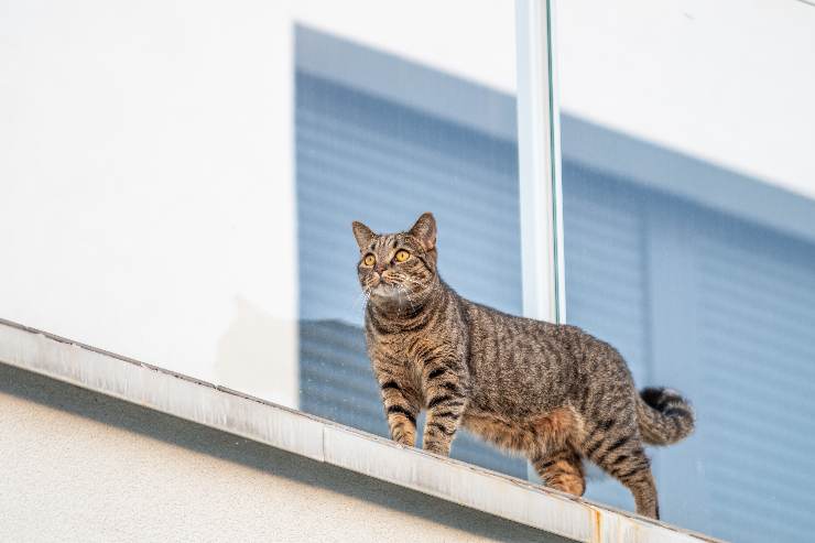 Gatti lontani da casa per tanto tempo