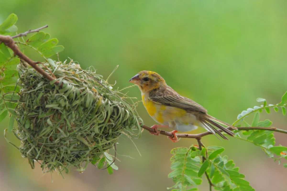 Il Tessitore striato costruisce il suo nido: la magia della natura