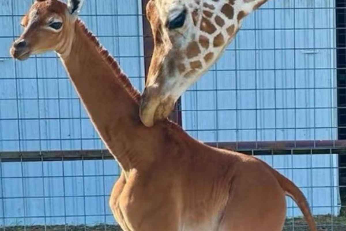 perché la piccola giraffa senza macchie è famosa 