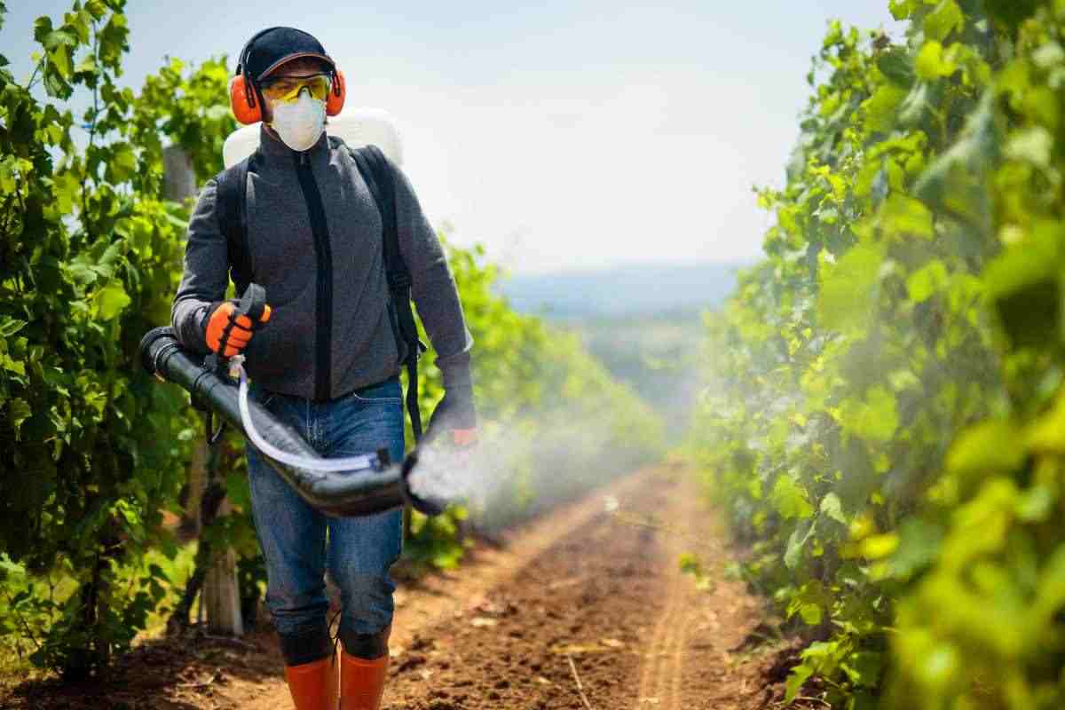 È il frutto più acquistato in questo periodo ma attenzione: il tasso di pesticidi trovati è preoccupante